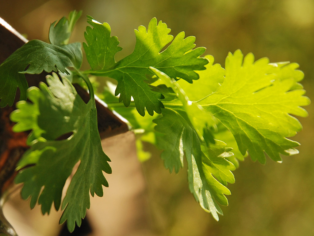 Ayurvedische Gesichtsmaske mit Koriander und Honig | Ayurveda Parkschlösschen Health Blog