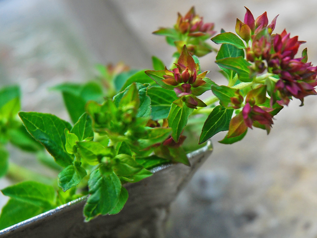 Ayurveda Lexikon: Oregano | Ayurveda Parkschlösschen Health Blog