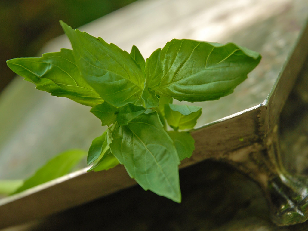 Ayurveda Lexikon: Basilikum | Ayurveda Parkschlösschen Health Blog