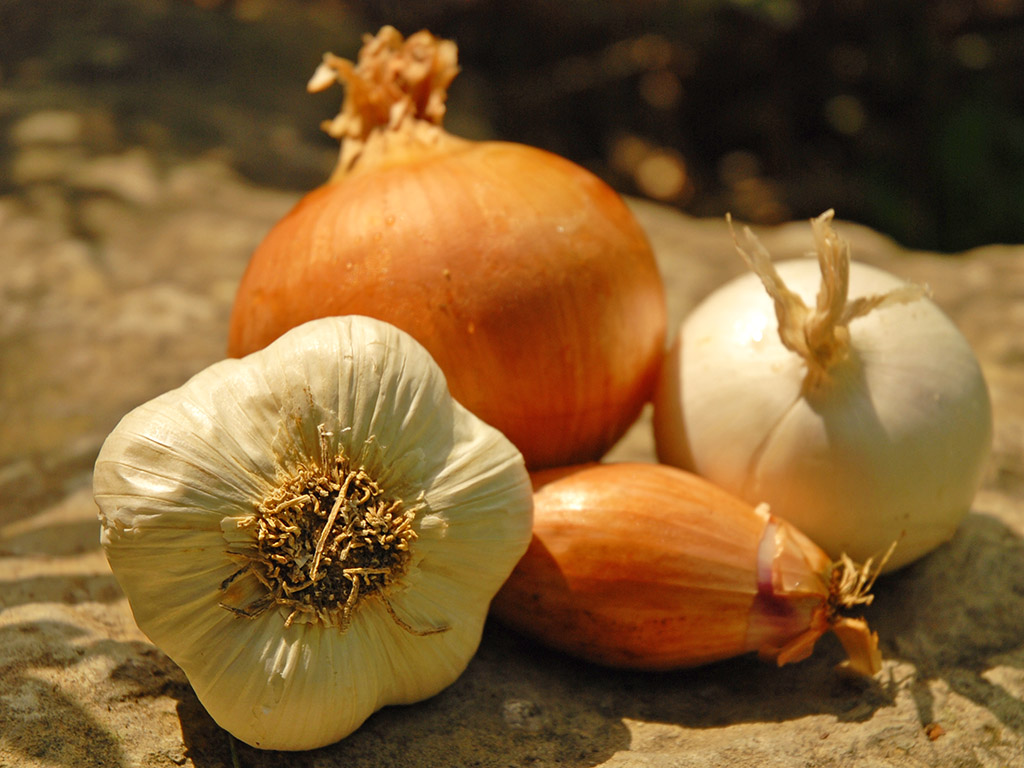 Ayurveda Lexikon: Knoblauch | Ayurveda Parkschlösschen Health Blog