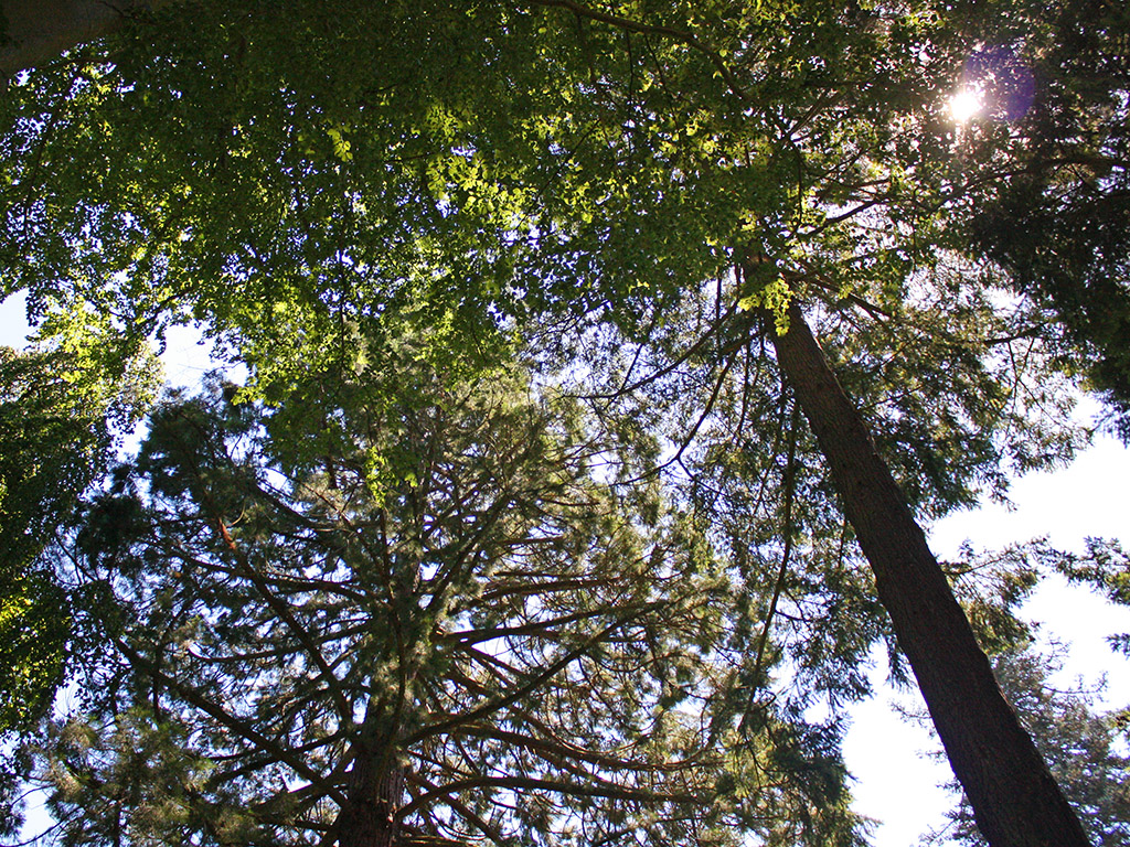 Digital Detox | Ayurveda Parkschlösschen Health Blog