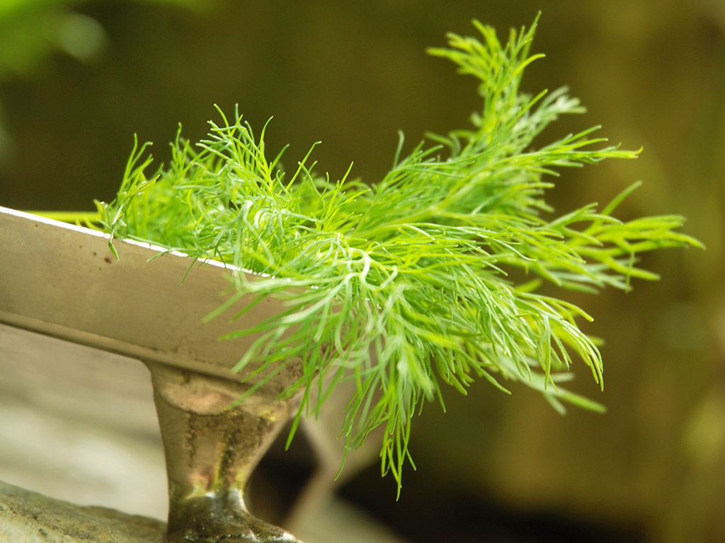 Ayurveda Lexikon: Dill | Ayurveda Parkschlösschen Health Blog