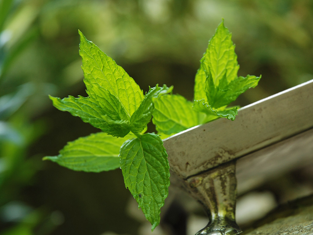 Ayurveda Lexikon: Minze | Ayurveda Parkschlösschen Health Blog